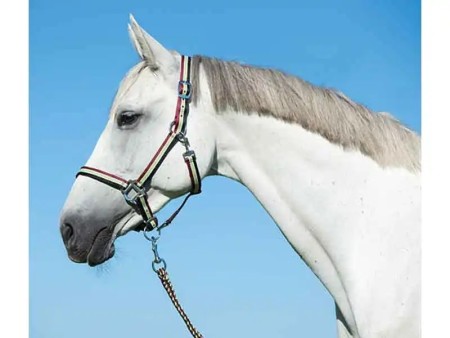 Kit licol longe poney %%sep%% %%sitename%%