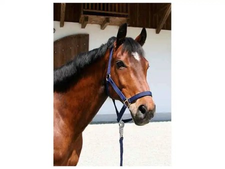 Longe cheval mousqueton antipanique Classic Kerbl %%sep%% %%sitename%%